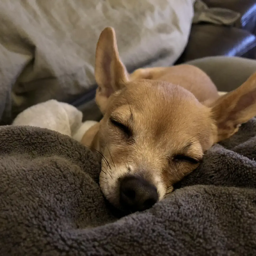 Close up of our dog Tobi, sleeping peacefully on his favorite blanket