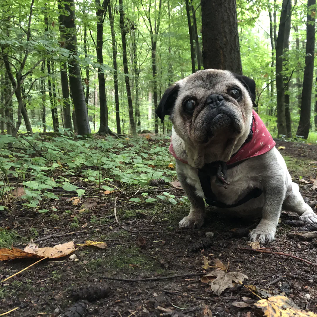 Our pug Atze taking a rest in the forest during his last walk