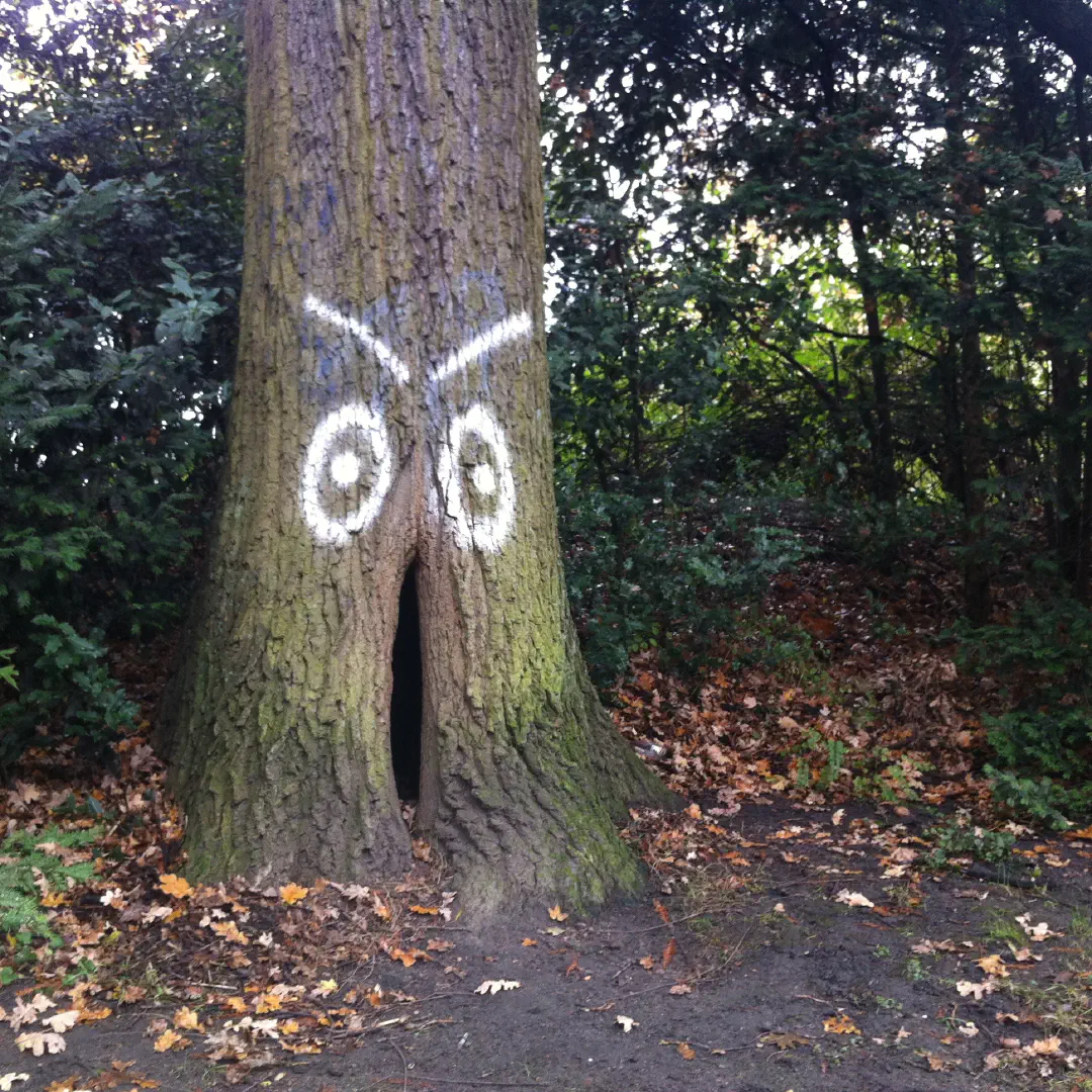 A tree with eyes and eyebrows spraypainted on it that make it look very indignant