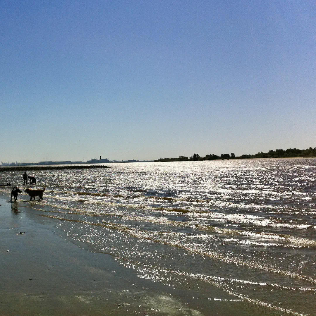 A few people play with their dogs in the water on an empty beach in Hamburg Wittenbergen.