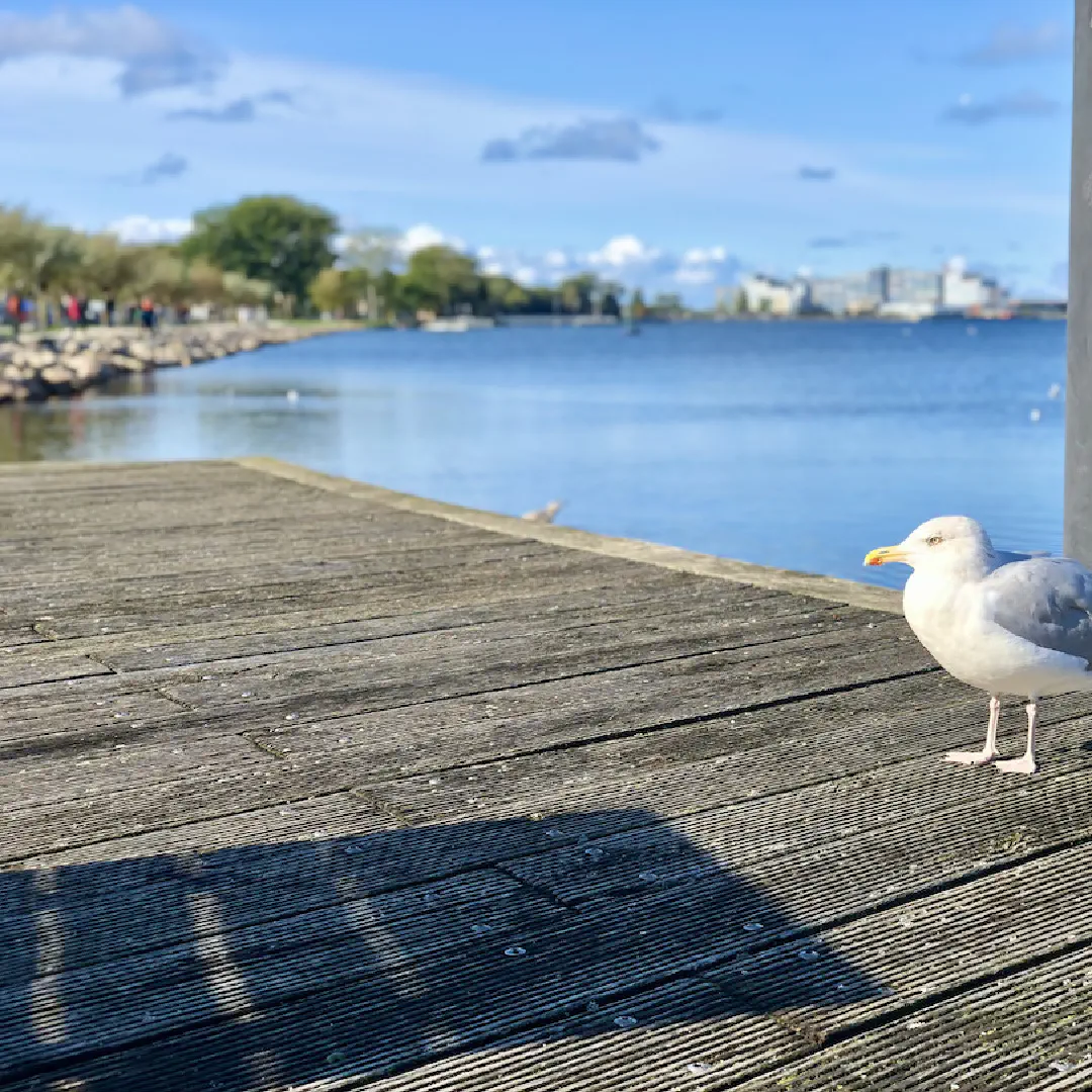 A seagull