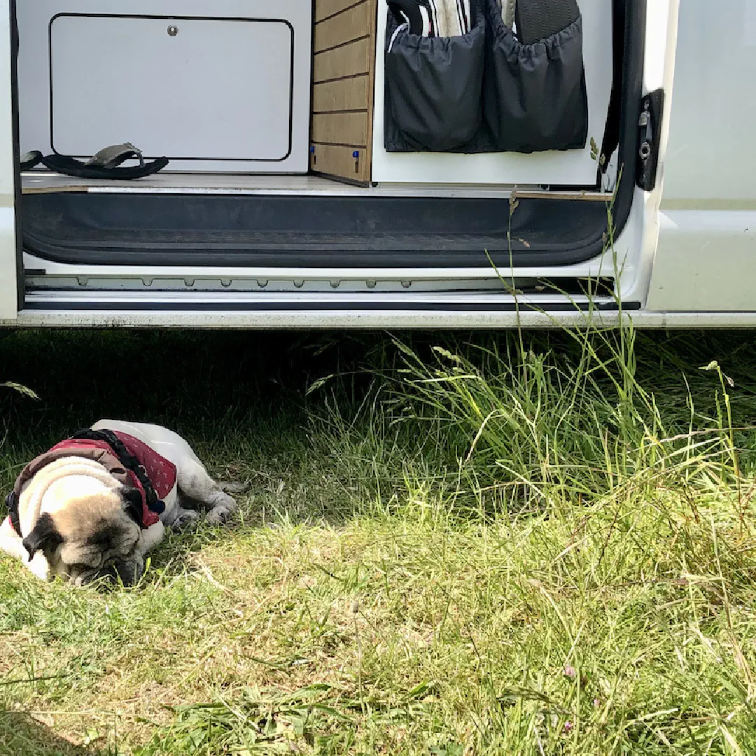 Our pug Atze lies in the grass in front of our van