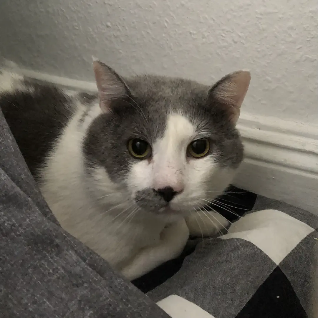 A gray and white spotted cat looking a little bit scared into the camera