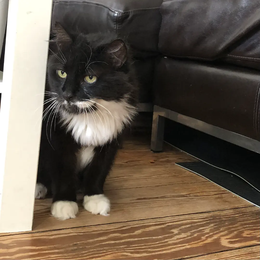 Black cat with white chest and feet sits between coffee table and couch