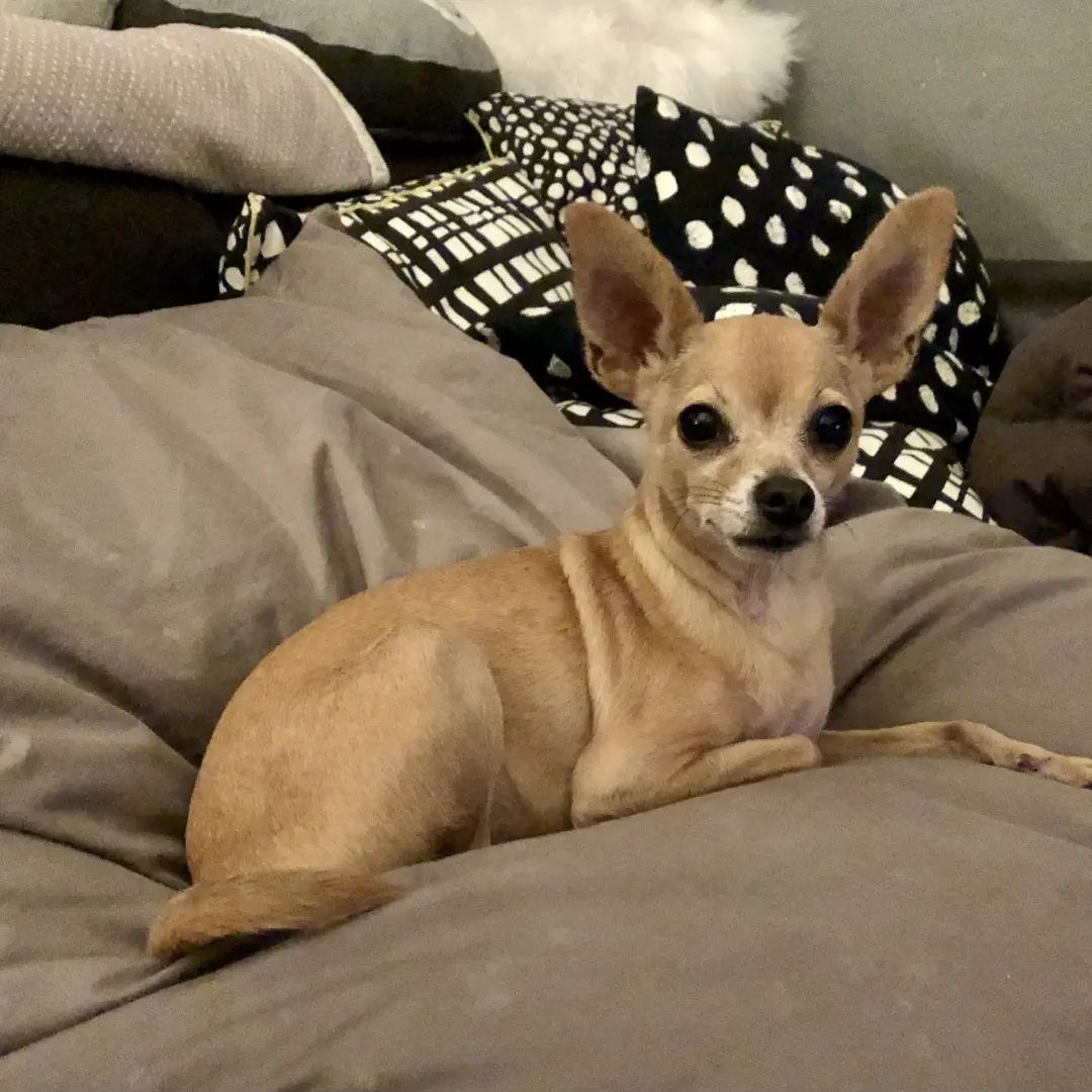 A tiny dog lying on a huge pillow